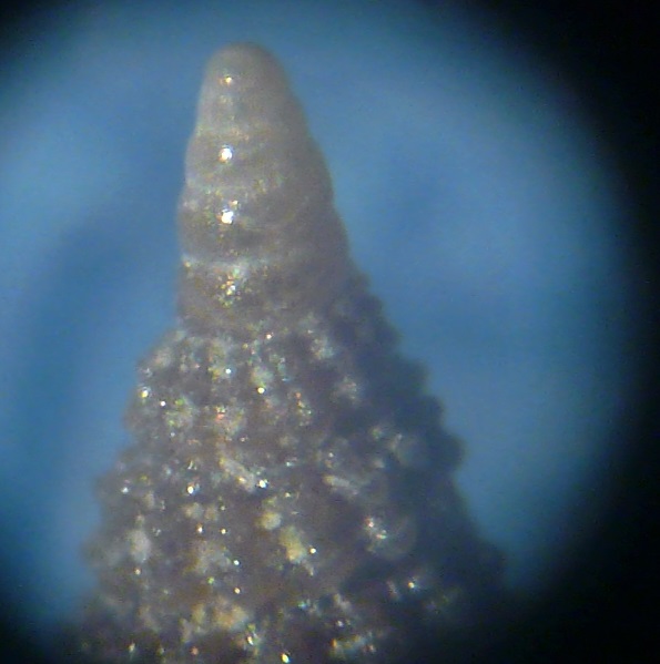 cerithiopside da determinare